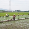 Kehadiran Bendungan Logung Dongkrak Produktivitas Pertanian hingga Tiga Kali Panen Setahun
