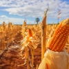 Pemerintah Luncurkan Program SPHP Jagung, 2.109 Peternak Rakyat Siap Terima Manfaat