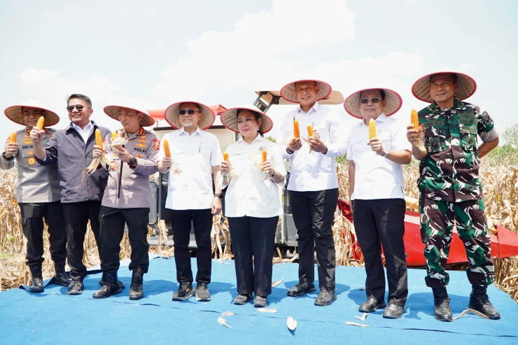 Pemerintah Gulirkan Stok Cadangan Jagung untuk Stabilisasi Harga Pakan Peternak
