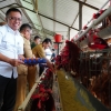 Atasi Fluktuasi Daging Ayam, Pemerintah Upayakan Dongkrak Harga Livebird Dekati HAP