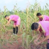 Manfaatkan Lahan Kosong, Lapas Gunung Sugih Panen Jagung Kedua Kalinya