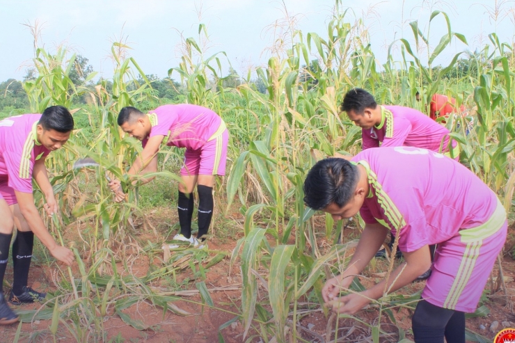 Manfaatkan Lahan Kosong, Lapas Gunung Sugih Panen Jagung Kedua Kalinya