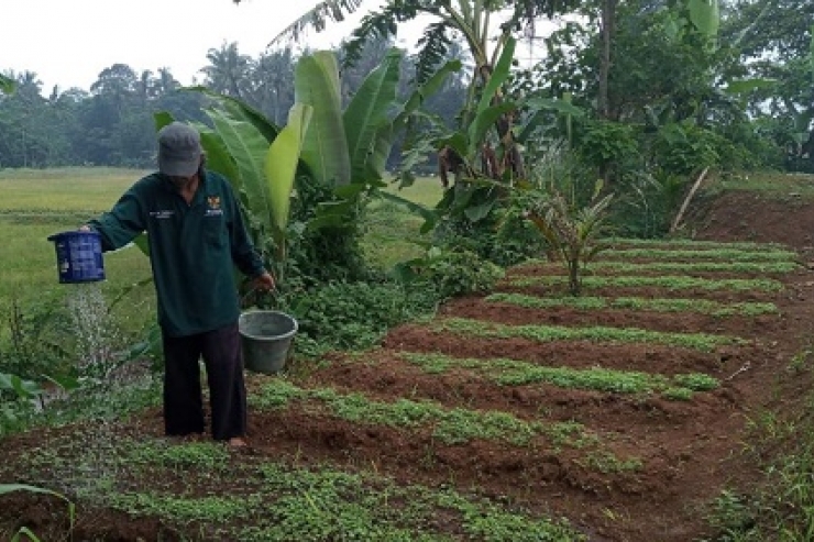 BAZNAS Kembangkan Pertanian Terpadu di  Saat Crisis Covid-19 