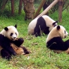 Cina Kirim Panda ke Amerika sebagai Hadiah Diplomatik
