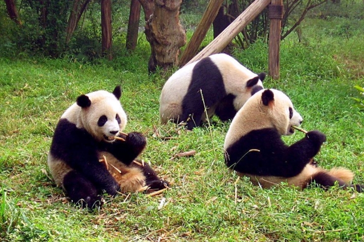 Cina Kirim Panda ke Amerika sebagai Hadiah Diplomatik