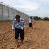 Lapas Gunung Sugih Kembali Tanam Jagung Manis